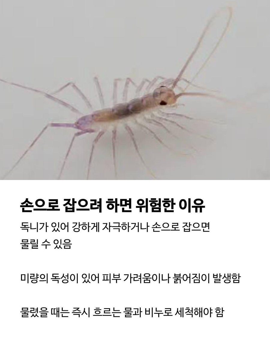 jangkku920's tweet photo. 집에 돈벌레 나왔을 때 절대 그냥 죽이면 안 되는 이유 4가지

1. 바퀴벌레 천적 (바퀴벌레, 알, 모기, 파리 다 먹어 치우는 대표 익충임)

2. 계피/편백으로 퇴치 (향에 민감해서 계피나 편백 수액 뿌리면 알아서 도망침)

3. 습도 50% 이하 유지 (축축한 환경 좋아해서 습도만 잡아도 제 발로 떠남)

4. 유입 경로 봉쇄 (하수구 트랩 설치하고 창틀 물구멍 막으면 완벽 차단됨)

징그럽다고 무작정 잡다간 집 안 바퀴벌레만 늘어남