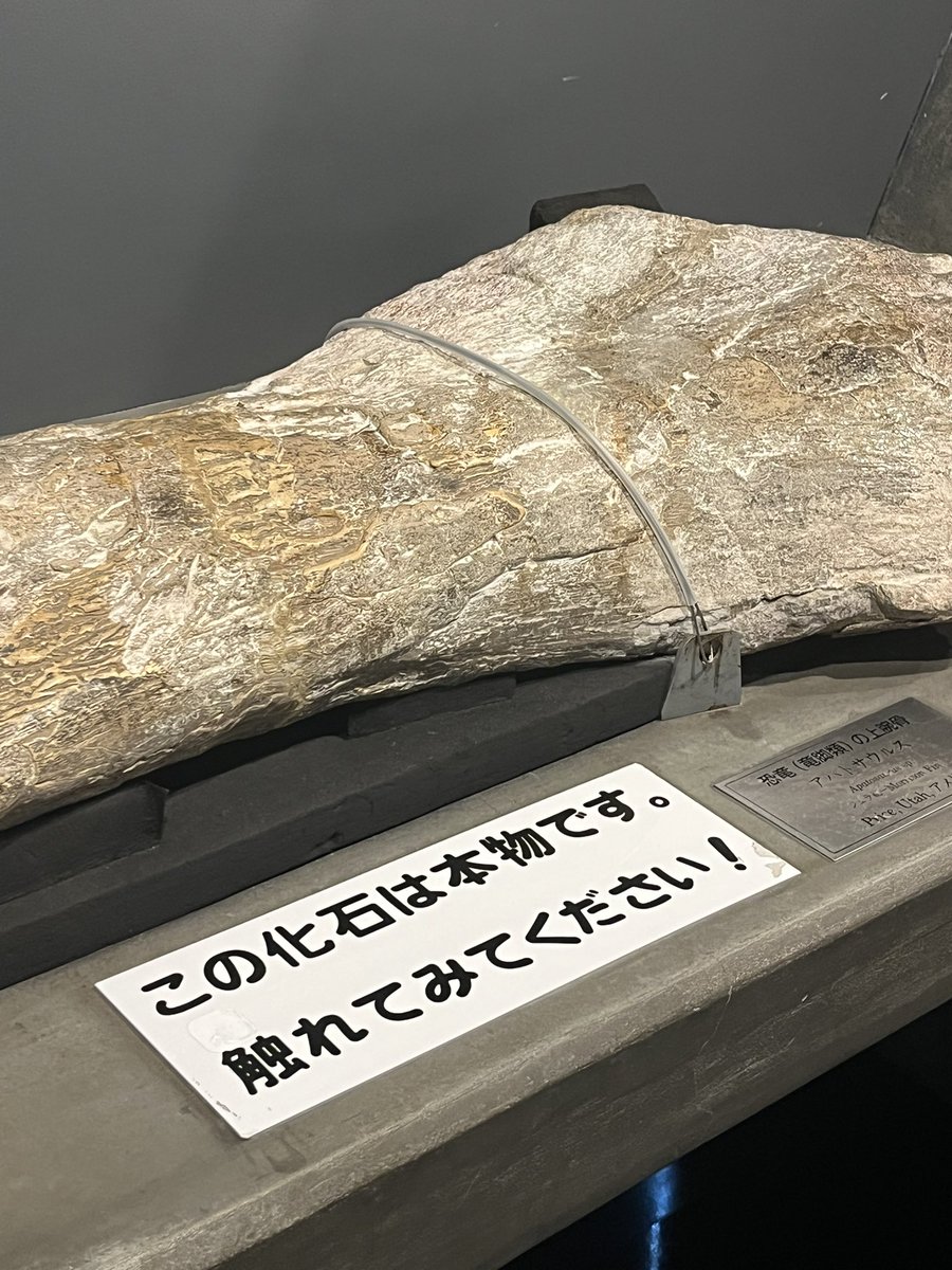 竜本物 超BIG ドラゴンぬいぐるみ 115 DRAGON 全身可動 龍 竜 超BIG