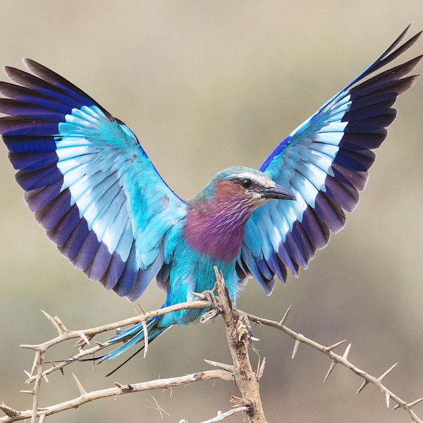 AMAZlNGNATURE's tweet photo. One of the world's most colorful birds lives in the African savanna

The lilac-breasted roller flashes brilliant blue wings and vibrant feathers every time it flies https://t.co/GwhNAAu6I0