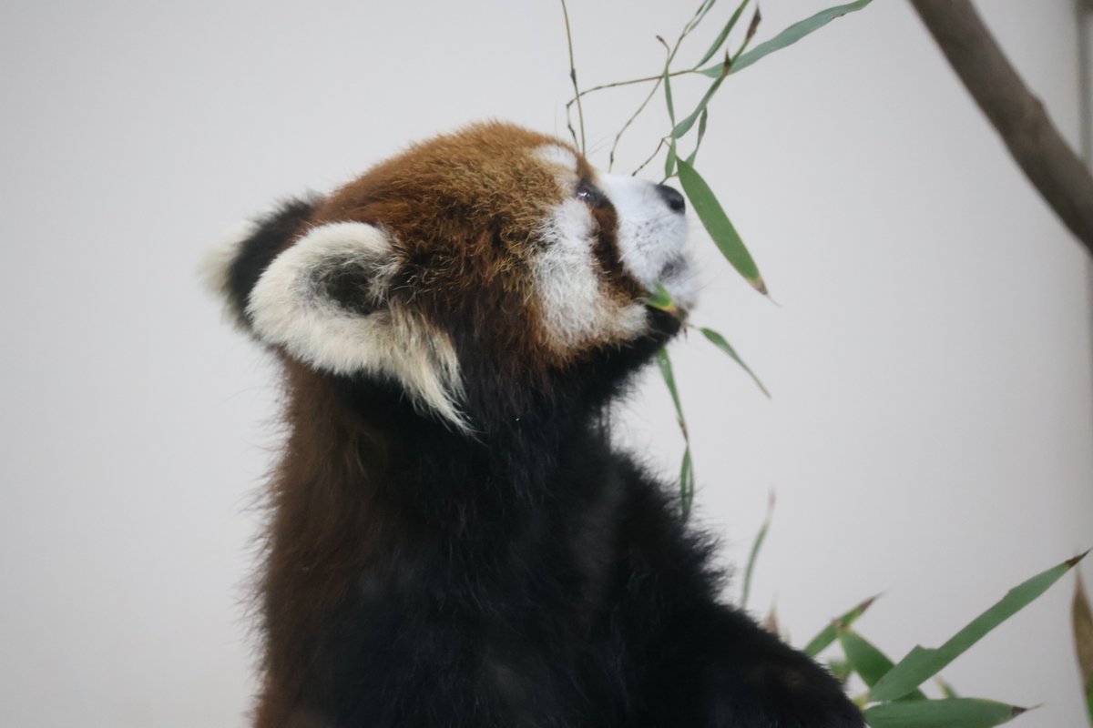 kayakaze's tweet photo. 室内に移動したプルプル
1/26
#レッサーパンダ　#安佐動物公園 https://t.co/lzOKigIaly