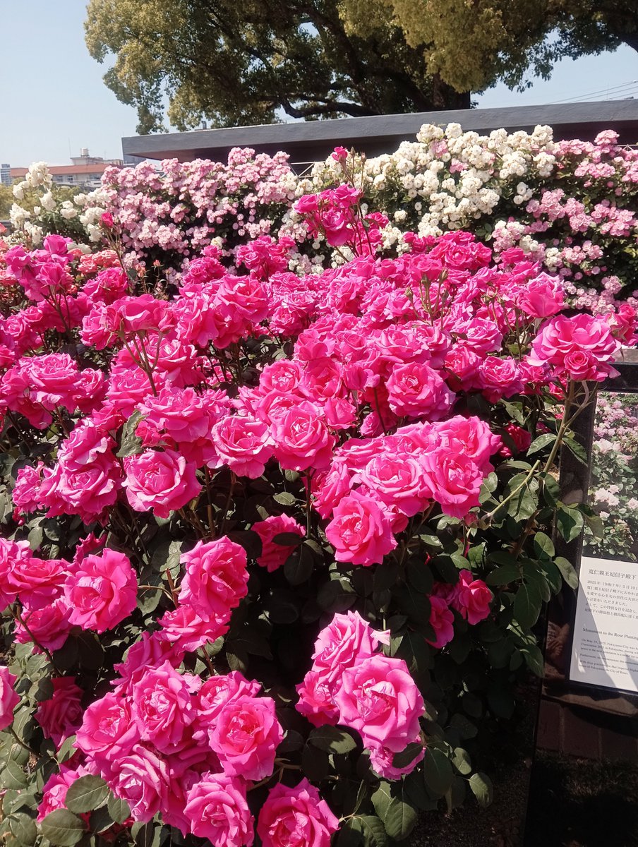 hiroshima_pt tweet picture