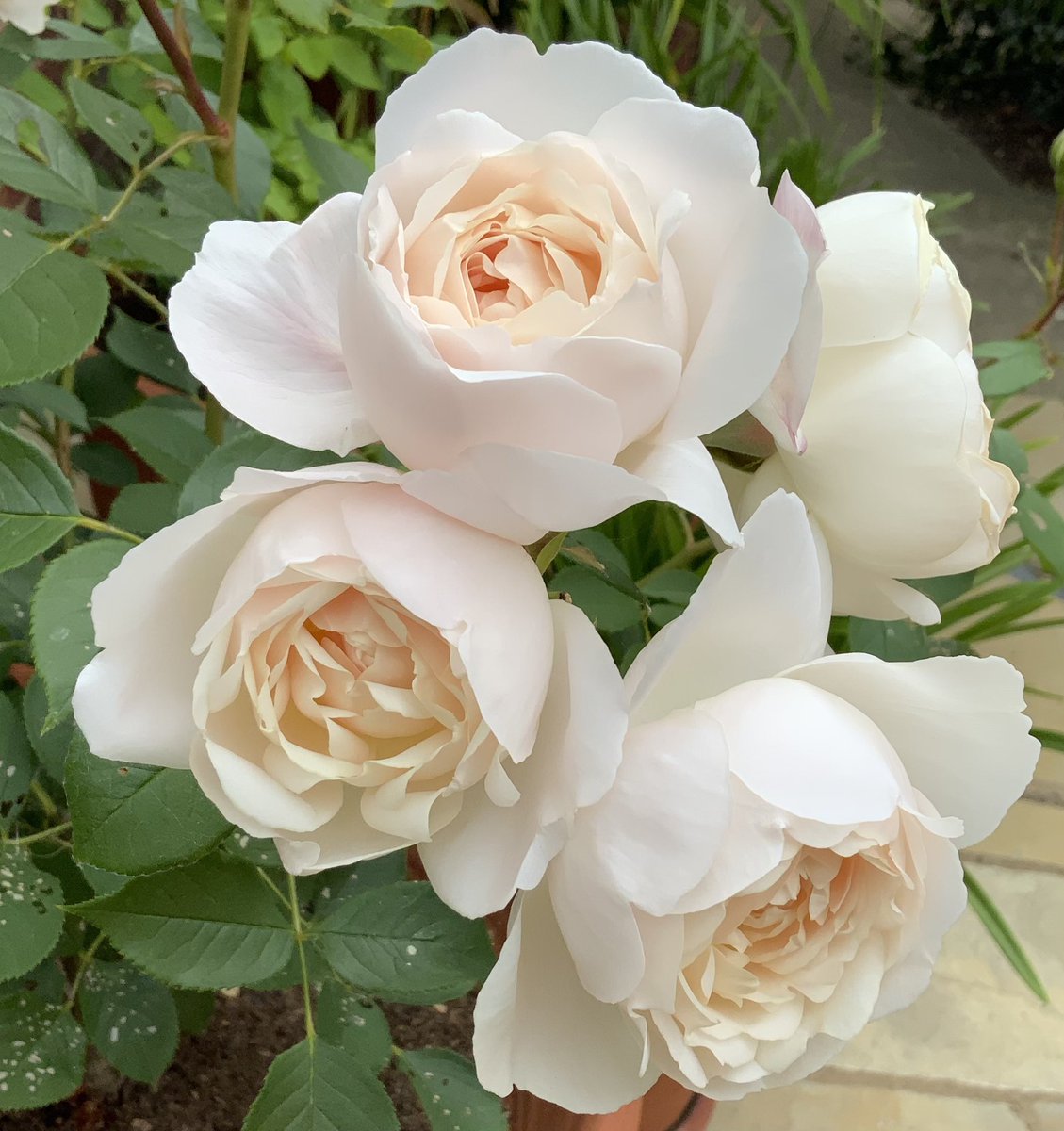 rosesukroses's tweet photo. ‘Strawberry Hill’, ‘Desdemona’, ‘Tranquility’, ‘Imogen’.
#DavidAustinWednesday
#davidaustinroses
#RoseWednesday
#EnglishRoses https://t.co/xiRpnIE5hT