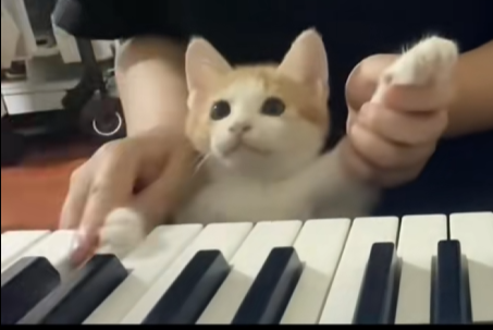 robert_thedev_'s tweet photo. Wait this is so good 

There is a guy teaching his cat piano on tiktok 

He has been posting for over 14 days now check the profile on the tiktok 

Reminds me of the Keycat meme that we sent on base to 300 mill, the comments are comparing it too 

Piano cat

https://t.co/1tVPqsFbKn