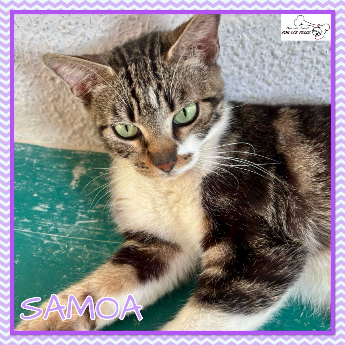 PerreraToledo's tweet photo. 🐱SAMOA🐱Preciosa #gatita de un año en #acogida #adopcion Apareció en medio de la nada protegiendo a sus 5 bebés, también en adopción. Una mami coraje juguetona y muuuy cariñosa! 👉 https://t.co/G4ltAeIHLC https://t.co/fwihscwUFZ
