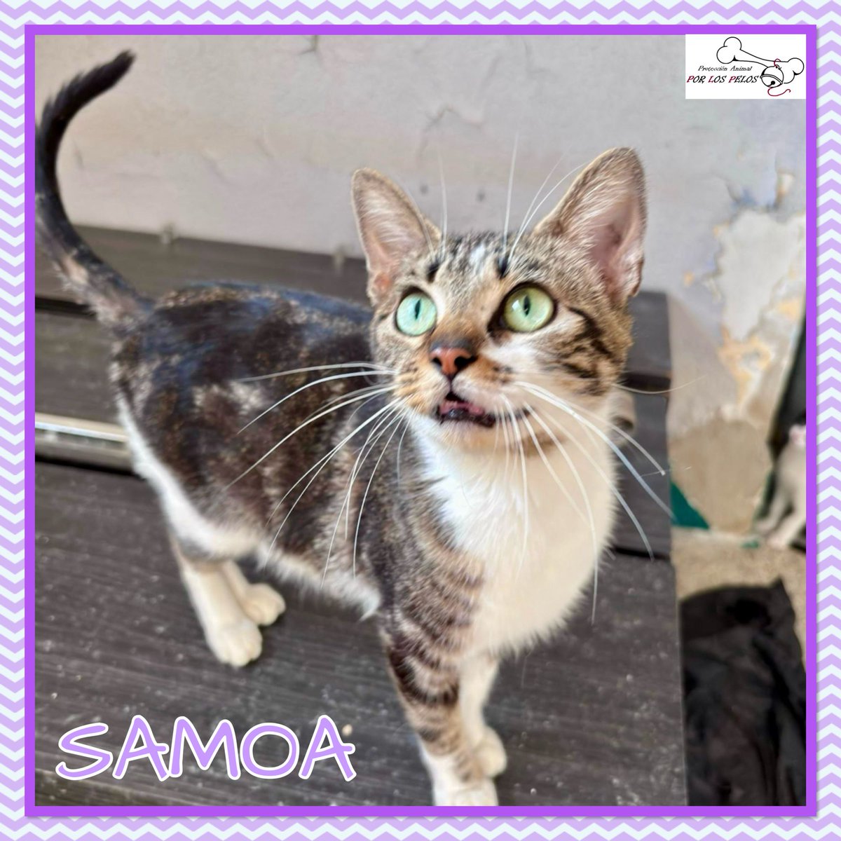 PerreraToledo's tweet photo. 🐱SAMOA🐱Preciosa #gatita de un año en #acogida #adopcion Apareció en medio de la nada protegiendo a sus 5 bebés, también en adopción. Una mami coraje juguetona y muuuy cariñosa! 👉 https://t.co/G4ltAeIHLC https://t.co/fwihscwUFZ