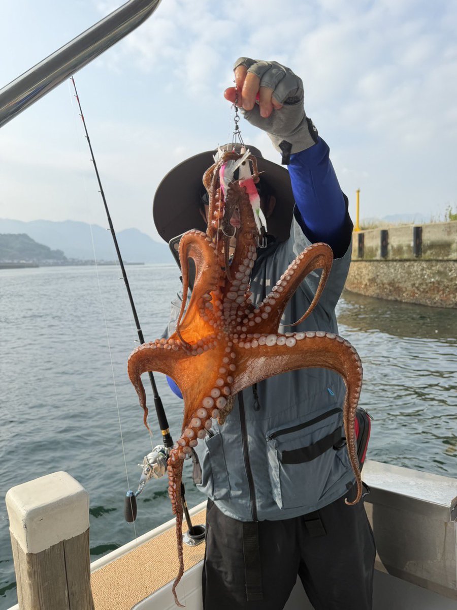 HirePira's tweet photo. タコエギにひれピラ。
後は何も要らない😁
2つのエギに、ヒレの向きを前と後ろに向けて付けるだけ。
シンカーの重さでエギが動く時、ヒレの抵抗で微妙な違いと、柔らかいヒレの波動をタコがキャッチ🐙

してるのかも😂 https://t.co/PyalHuFhT7