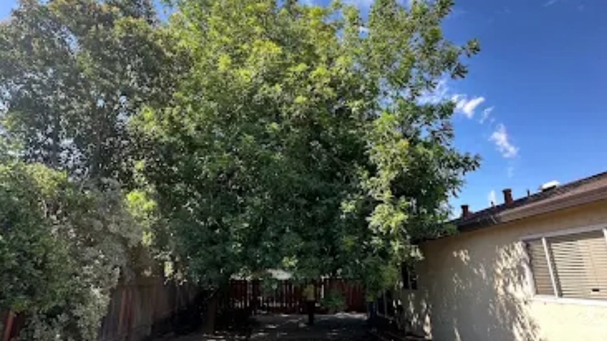 MatiasTree0's tweet photo. Prevent Property Damage With Routine Tree Care

✔️ Routine inspections catch problems early
✔️ Trimming reduces the risk of falling limbs
✔️ Healthy trees help protect your home

https://t.co/OJDlKSmJZV

#TreeService #PropertyCare https://t.co/QW6tLjdo75