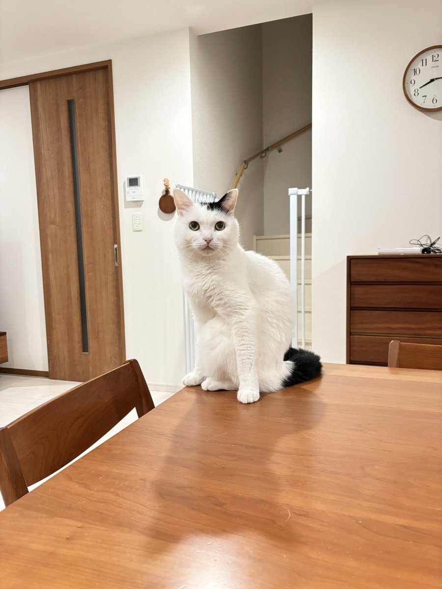 takeru0321neko's tweet photo. 最近この座り方が好きみたい https://t.co/Xfnyvgww7C