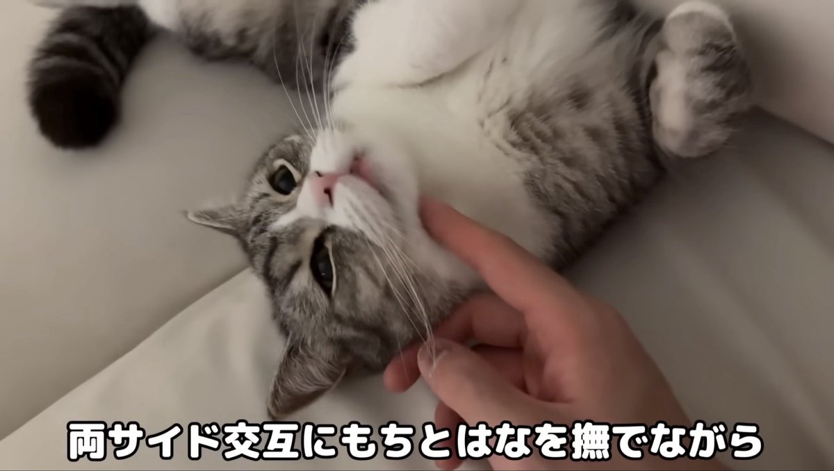 PkWi6's tweet photo. いつも迷惑そうな下僕なのに、撫でるのが楽しみ？言ってる事がちぐはぐですね。はなくんもっと引っ掻いていいのよと心の声が出ました #もちまる日記 https://t.co/sTeGLcXrfj