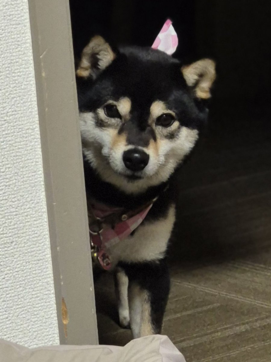 UX25o1's tweet photo. 僕の夜ごはん中に毎晩ですが遠目の柱の位置でジッと観ているのは何？ https://t.co/rAhJhXDkHE