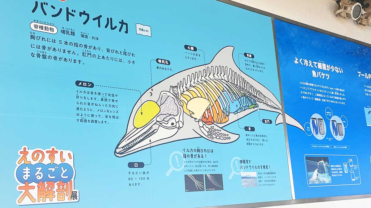 ╭━━━━━━━━━━━━━╮ 水族館のヒミツ、今だけ公開。 ╰━v