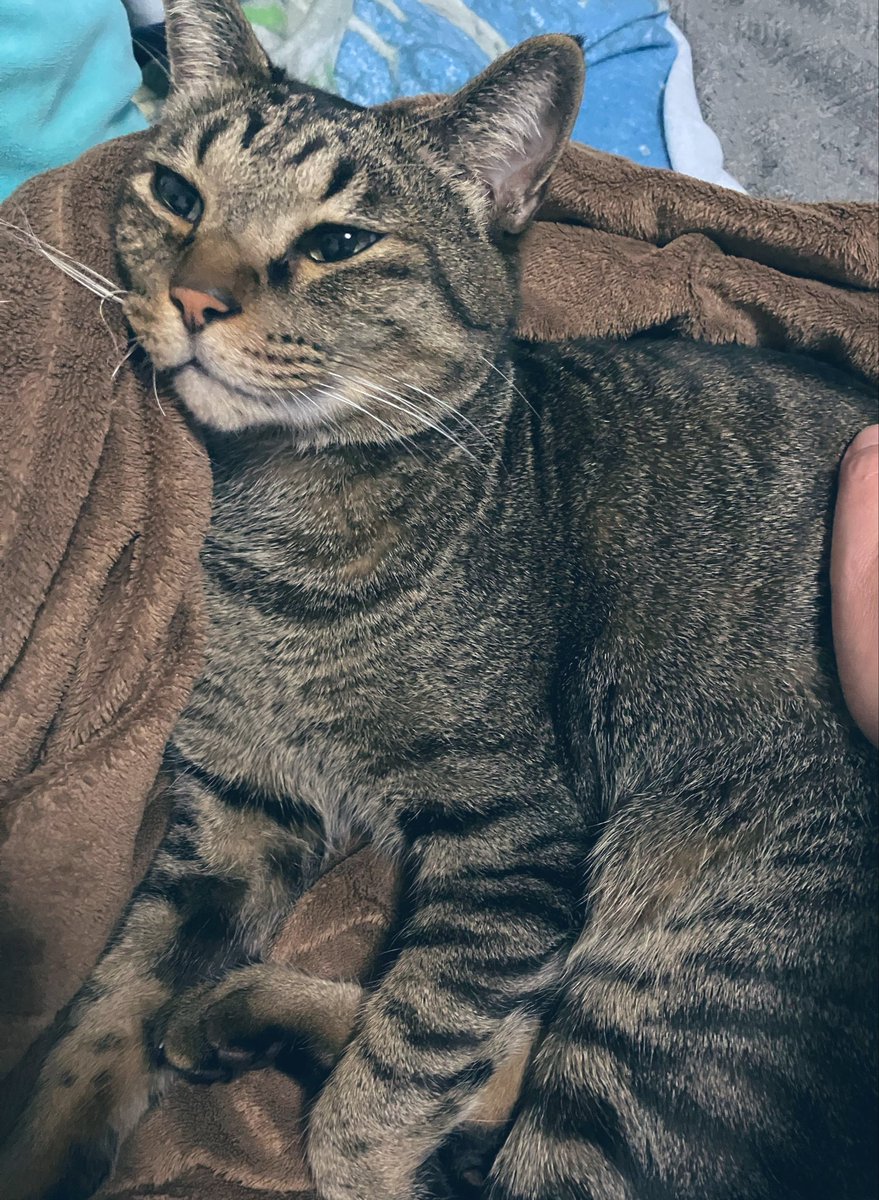 NAGIcch's tweet photo. 甘えん坊ウットリキャット https://t.co/YpIyejpaua