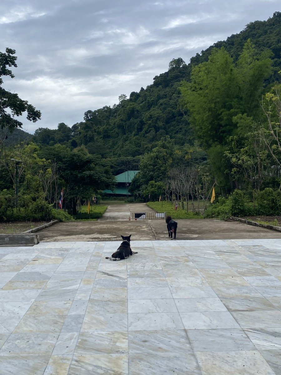 KanYaPhakSEP's tweet photo. ทุกคนว่าน้องหมาวัด เขาฟังภาษาคนรู้เรื่องไหม 555 นี่บอกน้องว่า อยากไปเจดีย์พาไปได้ไหม แล้วเจดีย์มันอยู่ในสุดเลย ต้องเดินผ่านโรงครัวไปอีก น้องมองหน้าแต่ก็วิ่งนำไปนะ 

จนไปถึง นี่เดินเล่นถ่ายรูป ไหว้พระอะไรเสร็จออกมาน้องยังนั่งรออยู่เลย เลยถามว่า รอรับกลับหรอ น้องก็วิ่งนำนี่มาที่รถที่นี่ลงอะ เก่งจัง น้องหมาดำเป็นเด็กดีม้ากก 🐕‍🦺

📍วัดถ้ำบำเพ็ญบุญ เชียงราย

#วันนี้เจอน้องวัดไหน