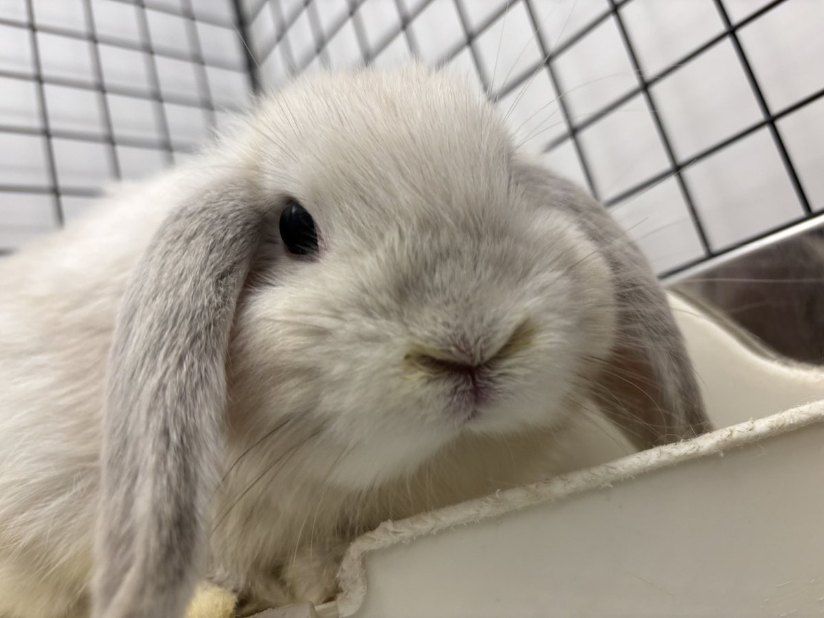 うさぎ好きさんと繋がりたい