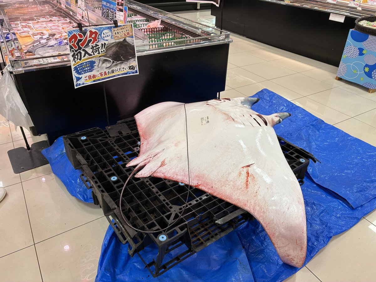 nihonkai127's tweet photo. #マンタ　#納品完了✅　#水族館か🐠🦭笑 https://t.co/2UvRrIdsFW