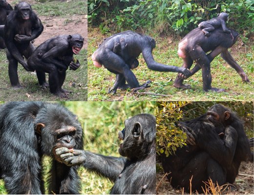 WorldofZoology's tweet photo. #Chimpanzees and #bonobos may hug, touch and even kiss before tense moments, such as competition over food, suggesting social touch has kept the peace for millions of years. 🐵🤗 #Primates
https://t.co/Epye4NzD10 https://t.co/WomJjhjkAY