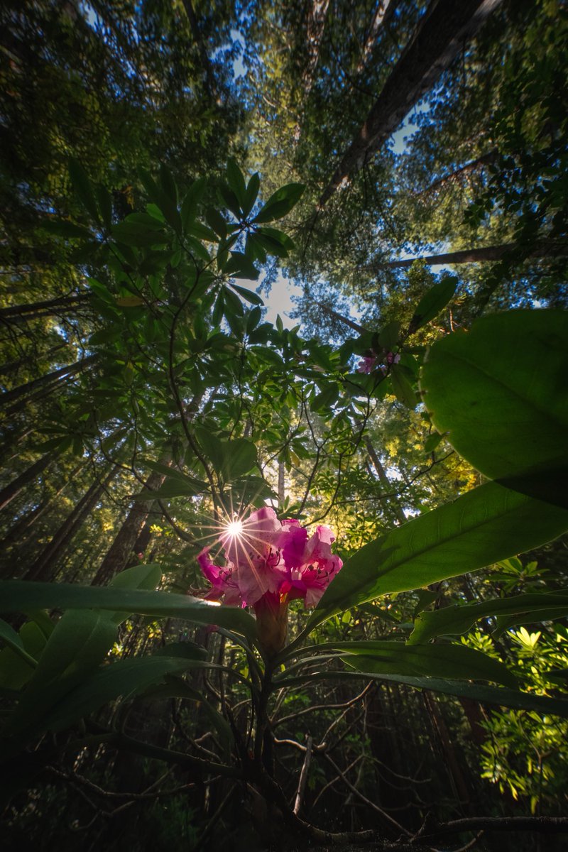 KennethLerose's tweet photo. Recently captured this Rhodie in the Redwoods 🌲 https://t.co/JTJW7kclwJ