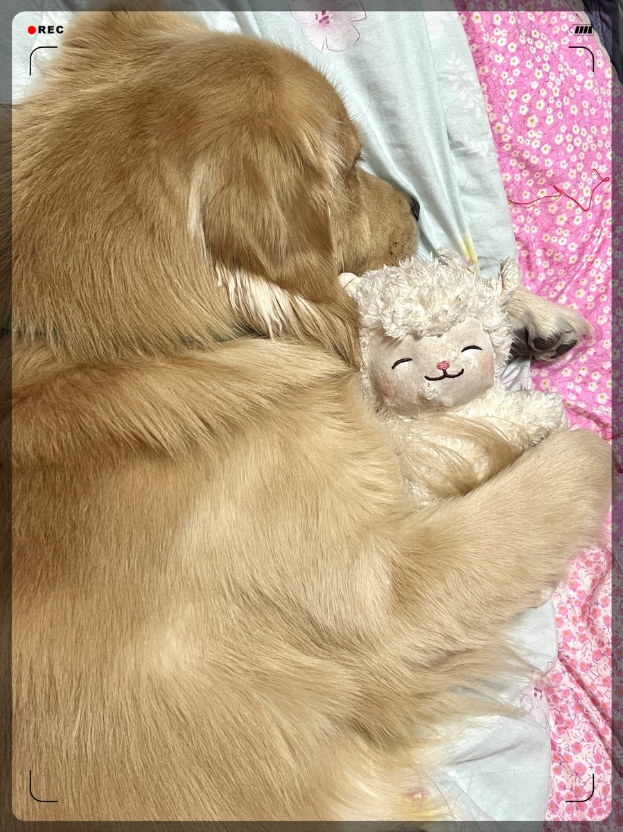 ReaderNovice's tweet photo. My fluffy kitten just took its first wobbly steps with a tiny teddy in its mouth  Pet growth milestones never fail to melt my heart! https://t.co/lrUC2xLojh