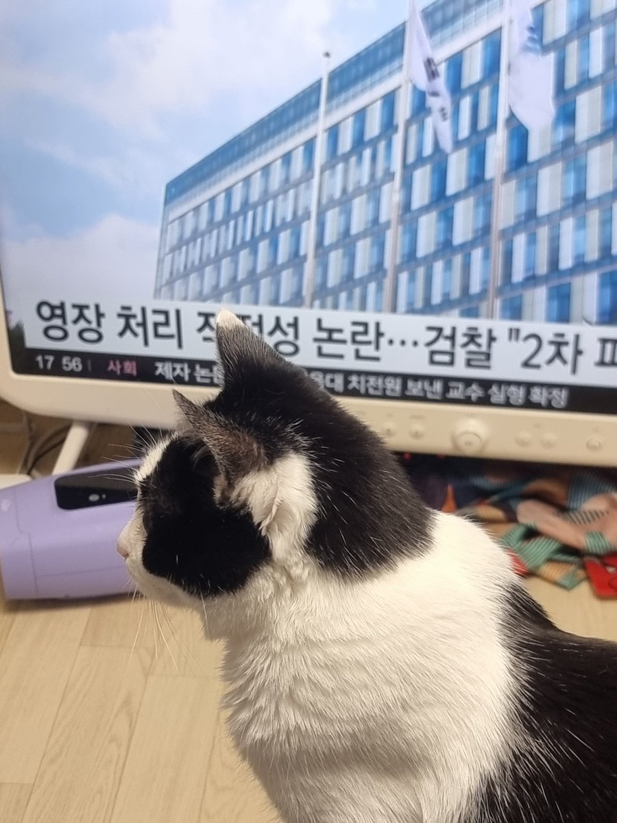catwithsister's tweet photo. https://t.co/swE4AKwuEy