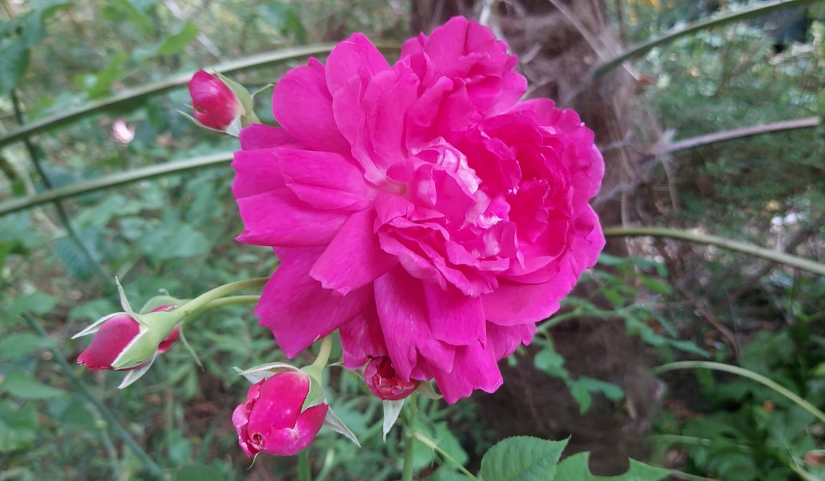 NetherfieldV2's tweet photo. For #RoseWednesday 🌹 in memory of David J C Austin some of the David Austin roses blooming in my garden this morning. Eustacia Vye (2019), Graham Thomas (1983), Young Lycidas (2000), Dannahue (Carl Bennett, 2017). #DavidAustinWednesday https://t.co/3z0T3mCuNi