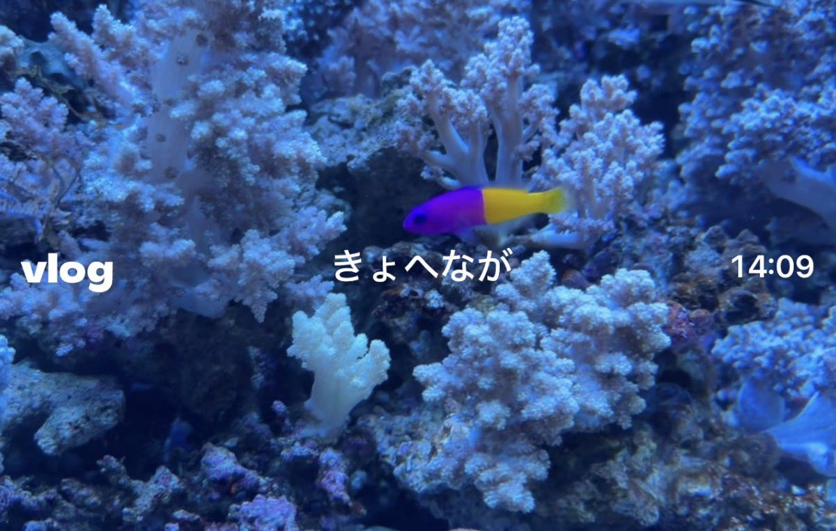 OOdeattari_ng's tweet photo. この前水族館いったんだけど、きょへながすぎる魚いたから見て https://t.co/fsTpebDOxp