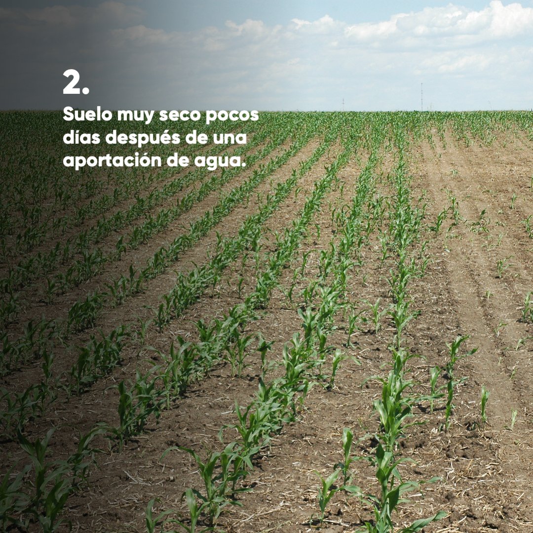 CortevaES's tweet photo. 💦  Presta atención a estas señales para detectar si el suelo pierde humedad rápidamente, observar este factor tan importante en verano te ayudará a actuar a tiempo. https://t.co/Hy3HPclMEF