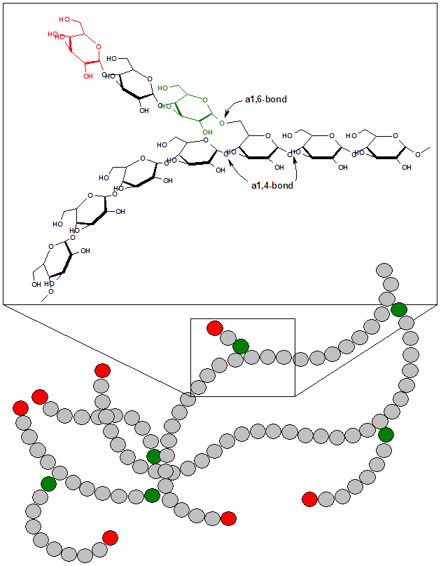 raku_code's tweet photo. グリコーゲン。glycogen。多数のブドウ糖分子がグリコシド結合によって重合し枝分かれの非常に多い構造になった高分子。動物における貯蔵多糖として知られ動物デンプンとも呼ばれる。肝臓と骨格筋で主に合成され余剰のグルコースを一時的に貯蔵。 https://t.co/iKvLQTSKhA