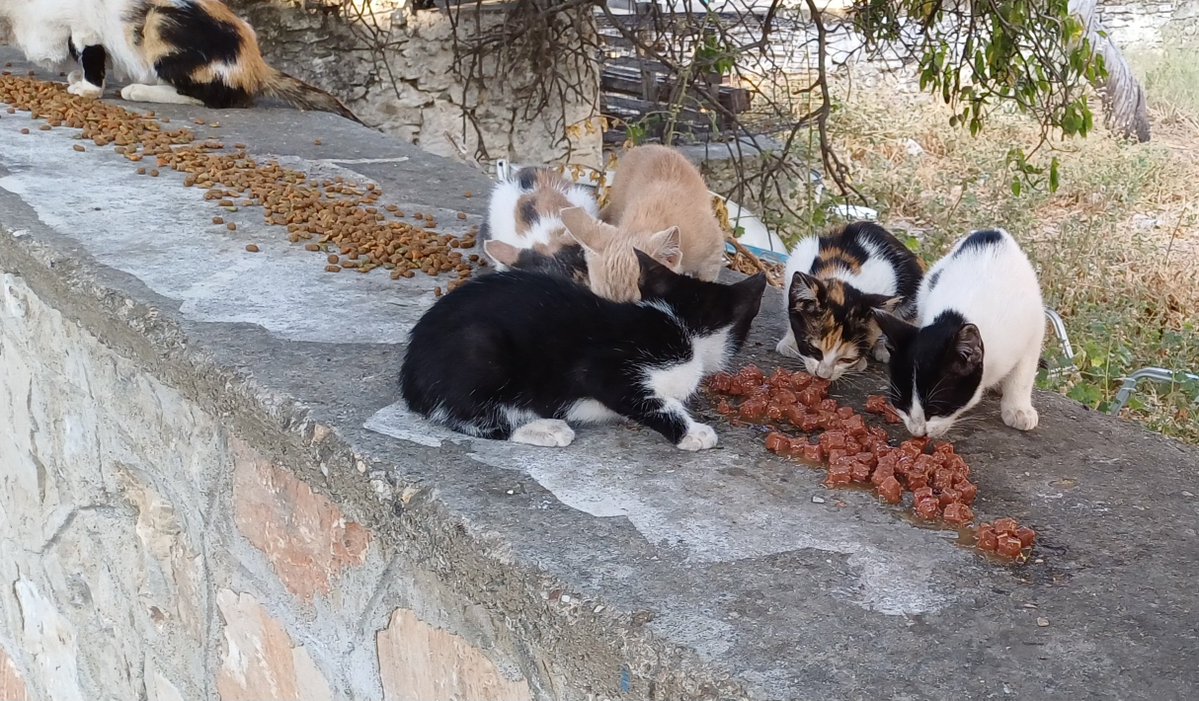 Tom_de_Belfore's tweet photo. Bei der Hitze schleppe ich zur Zeit sehr viel eingekühltes Wasser zu den Streunerkatzen, denn das brauchen Sie jetzt am meisten, aber natürlich auch was zu essen. 
Danach war ich erledigt und klitschnass geschwitzt. https://t.co/cS1sJC8F7x