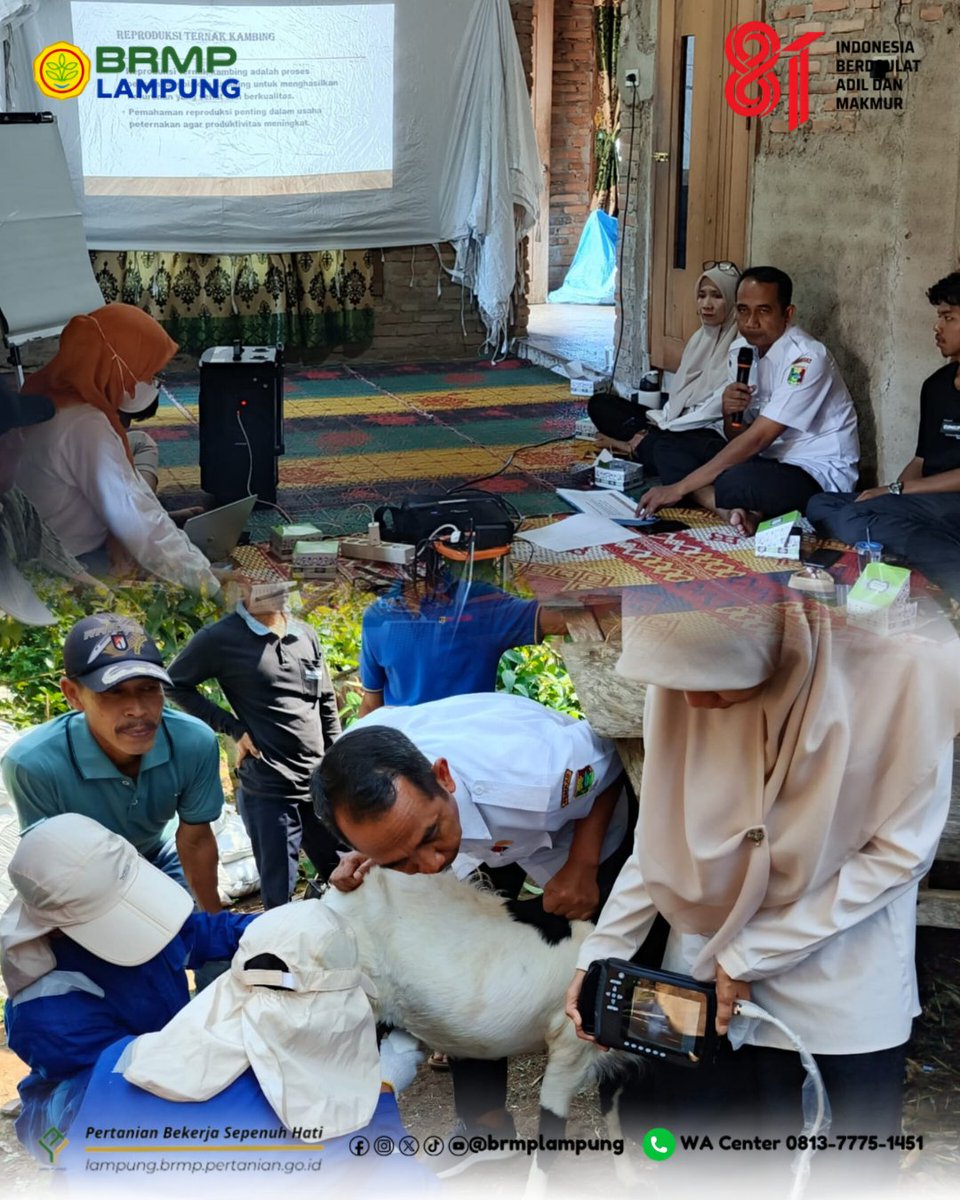 BrMPLampung's tweet photo. Sekolah Lapangan Reproduksi Ternak Tingkatkan Kapasitas Peternak di Kabupaten Tanggamus

Tabikpun!
Salam dari Bumi Lampung🙏

BRMP Lampung melalui Program Integrated Corporation of Agricultural Resources Empowerment (ICARE) kembali menyelenggarakan Sekolah Lapangan (SL) . https://t.co/w8w9M9Zh3O