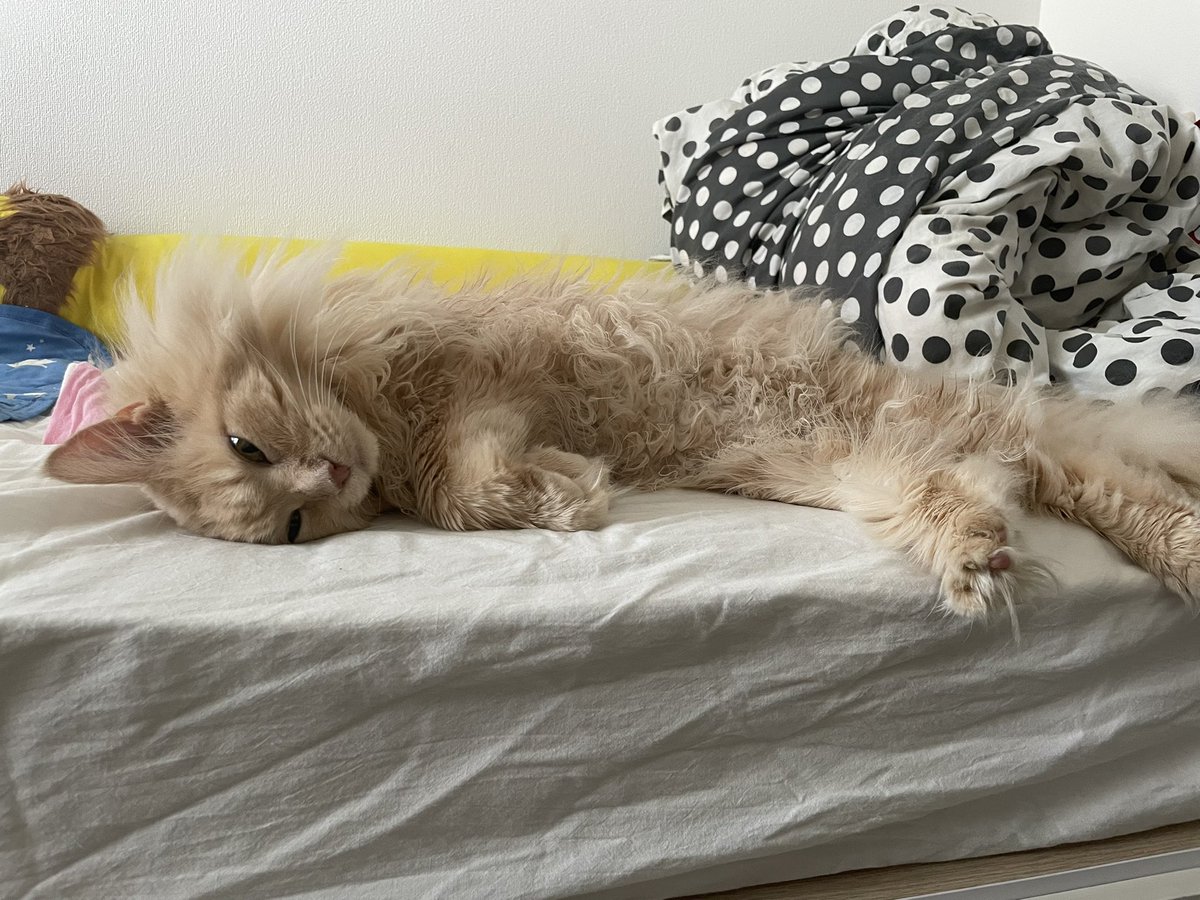 ginobouya's tweet photo. 夏の午後にしか
流れない時間が好きにゃ

午後のギノ号
#猫のいる暮らし https://t.co/4yOiqtfyd8
