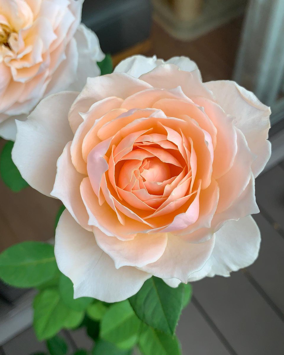 PoppiekRosnx's tweet photo. Beautiful Roses🧡🍃🌹 

#RoseWednesday #Flowers #Roses #FlowerPhotography    #TroilusRose https://t.co/IegwSPxtUa