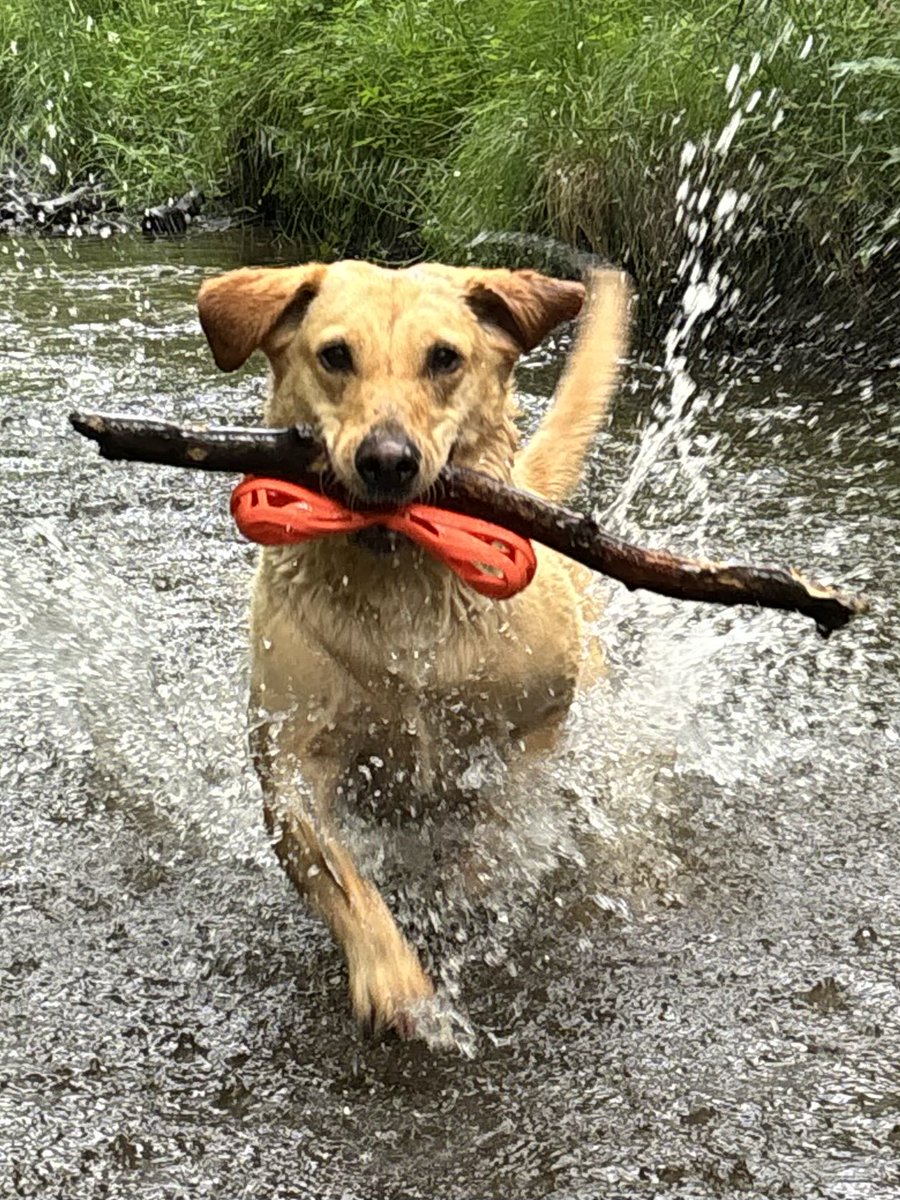 Daz_Whitehead's tweet photo. @MysteryPup4 Hi my friends, we have been doing great. Dad is off this week, so lots of adventures. We hope you are all doing well. Lots of loves. 🥰❤️💛🐾 https://t.co/riKKCs1LaU