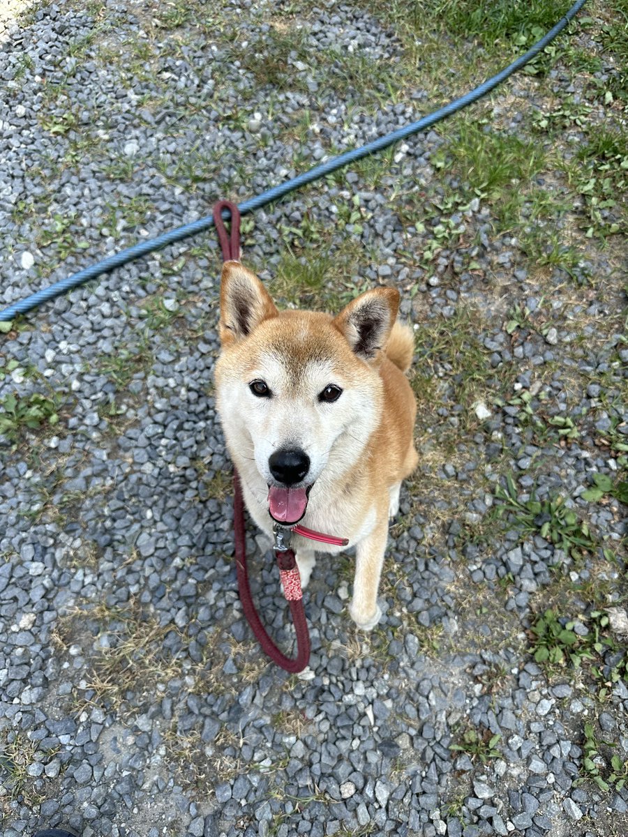 sasaki_inuneko's tweet photo. 昨日、九州で保護した柴犬の♀9歳です。
名前はコロちゃん。

高齢の飼い主さんが体力的に飼育が困難になりました。

とてもフレンドリーな小ぶりな柴犬です。

広島湯来シェルターで里親さんを募集していきます！！ https://t.co/fl0eN2EZ18