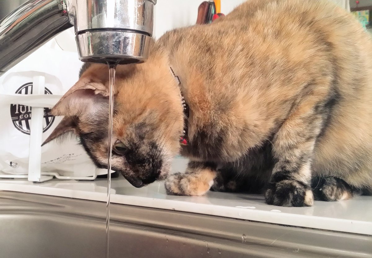 あぁ猫 (サビ猫のパシリ) tweet media