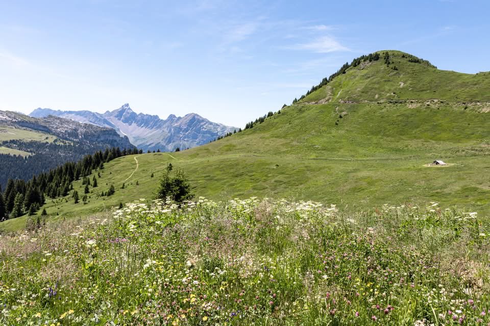FLAINESki's tweet photo. Qui a déjà randonné jusqu'au magnifique Lac de Véret cet été ? C’est le spot idéal pour une pause fraîcheur bien méritée ! 🥾🌲 

Et surtout, un vrai coup de cœur pour la vue imprenable sur la Pointe Percée ! ⛰️🤩 https://t.co/fbqqSfj2WC