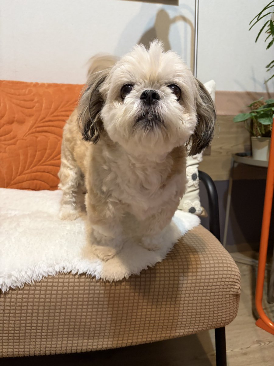 bunkin_ch's tweet photo. 暑いのに何で僕はこんなにモコモコなのか？🐶 https://t.co/APTTH2NBtK