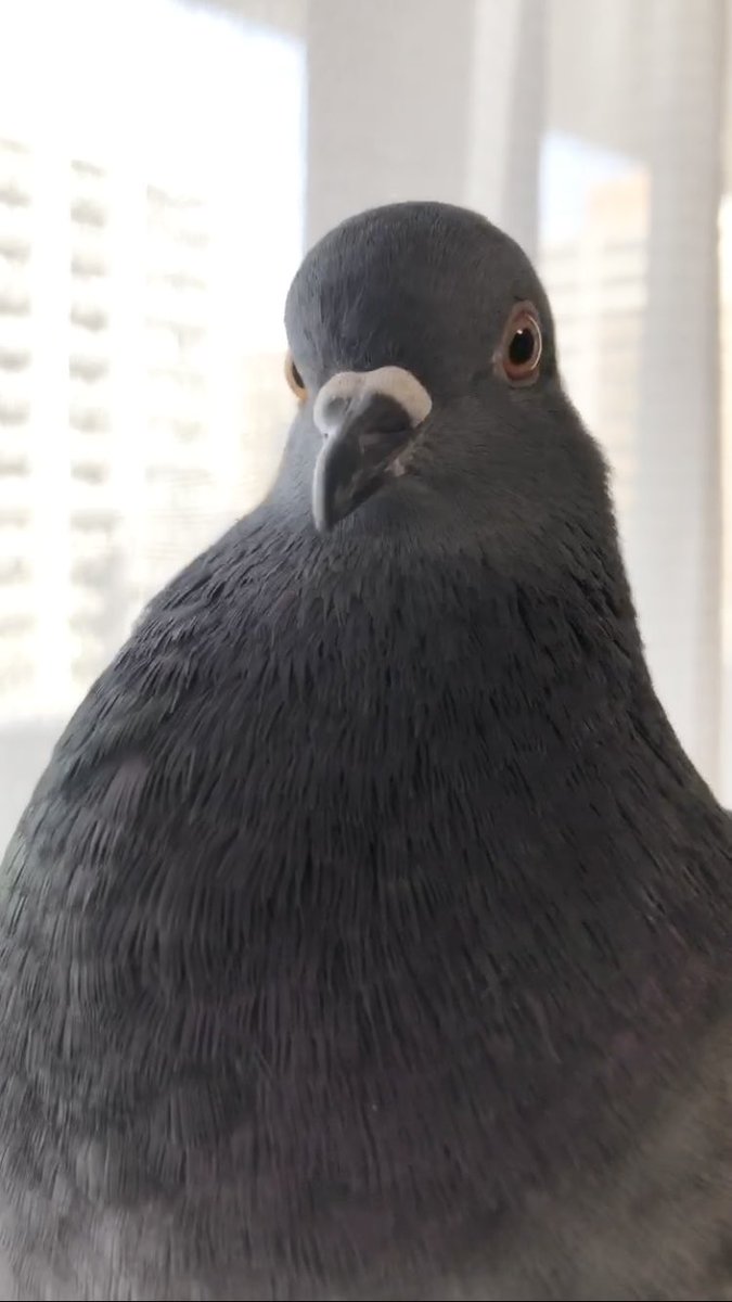 dobato_kuro's tweet photo. きめ顔ぶぅ https://t.co/zsL5CVr4yE