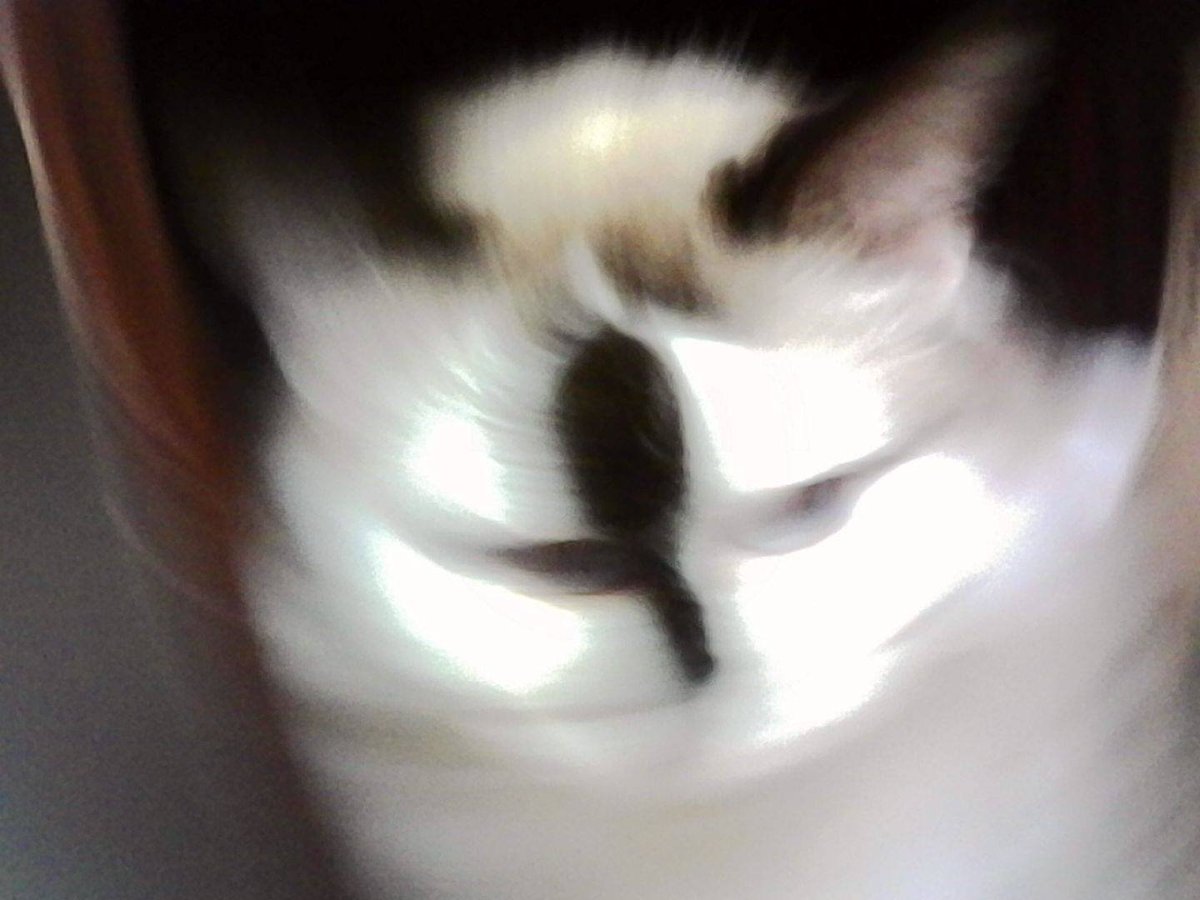 yukio_spl's tweet photo. 気になってたトイカメラ買ったんだけど大失敗猫ちゃん写真が撮れて面白い https://t.co/PGt7Xpaa6b
