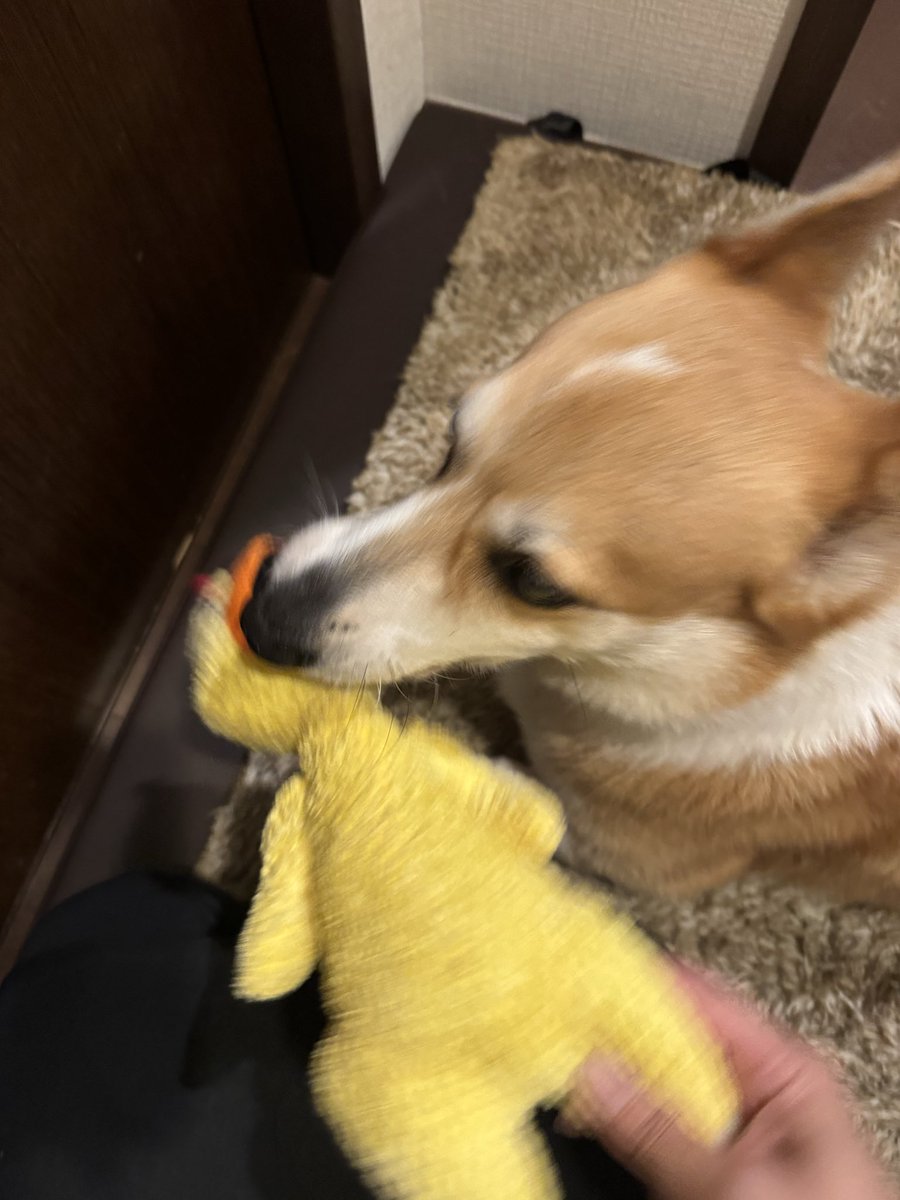menegidog's tweet photo. ﾋｬｯﾊｰ https://t.co/J66MybyvaN
