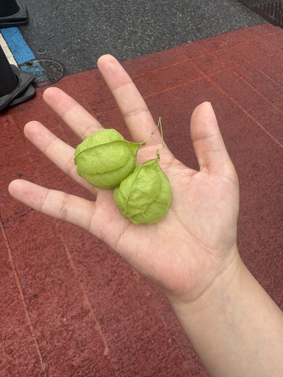 dalrang11's tweet photo. 아직도 꽈리를 보면 그냥 지나치지 못하는데 시발 굼뎐 도라와 ㅜ https://t.co/6RtVov36y3