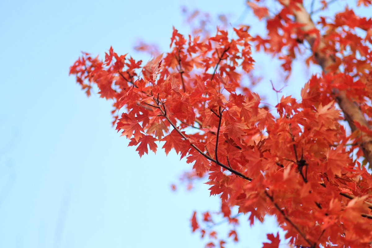 BrittniSeez0bl's tweet photo. Just sat by the window watching leaves spin down, 10 mins of perfect no-plan time. https://t.co/Kq5m5mwiaT