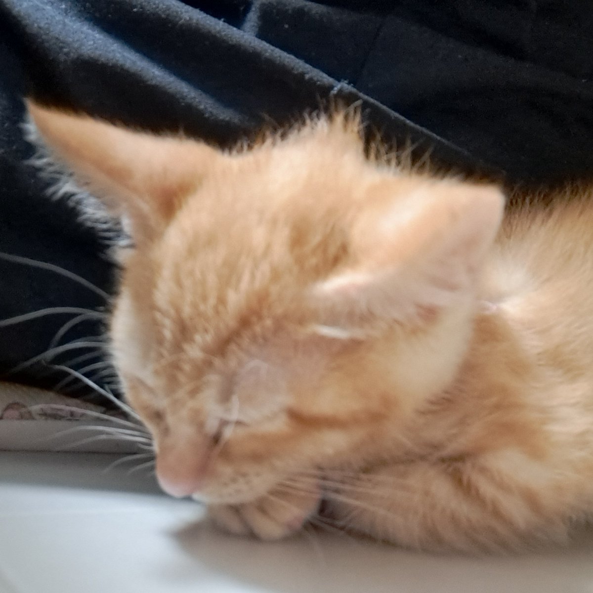 ____Rupiii's tweet photo. おねむ茶々💤 https://t.co/CgDUeO9Ybe