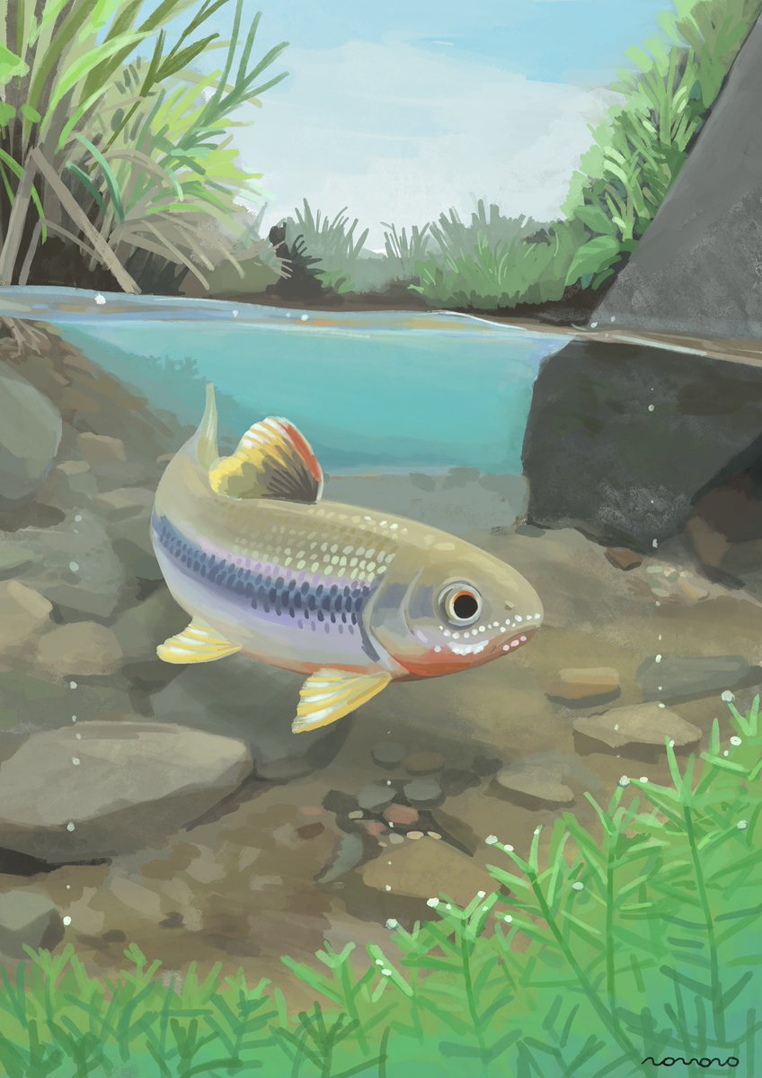 nomononeko's tweet photo. 🐟🫧 https://t.co/DWJSzbmVtD