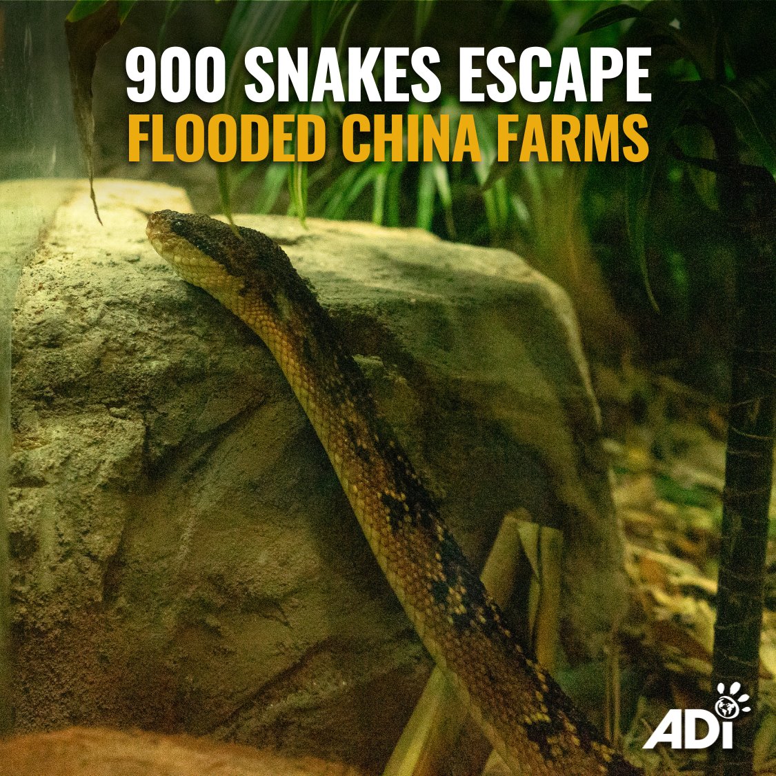 AnimalDefenders's tweet photo. HUNDREDS OF SNAKES escaped after flooding damaged breeding farms in China, where they were being raised for meat, skins, venom and use in medicine. Such incidents highlight the consequences of the commercial, intensive farming of wildlife and animal suffering.
#EndExploitation https://t.co/H0m2X3OlbG