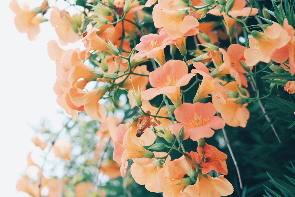 kuri_sss303's tweet photo. 花と季節 https://t.co/ns6NSVVX7d