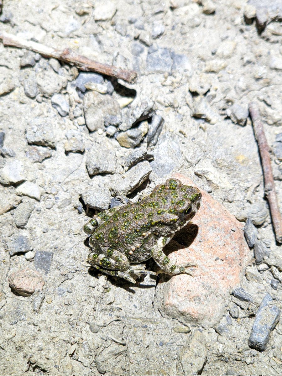 guybrrrush's tweet photo. ropucha zelená / European green toad / Bufotes viridis
#Žižkov #Karlín https://t.co/lsT5vGYE0l