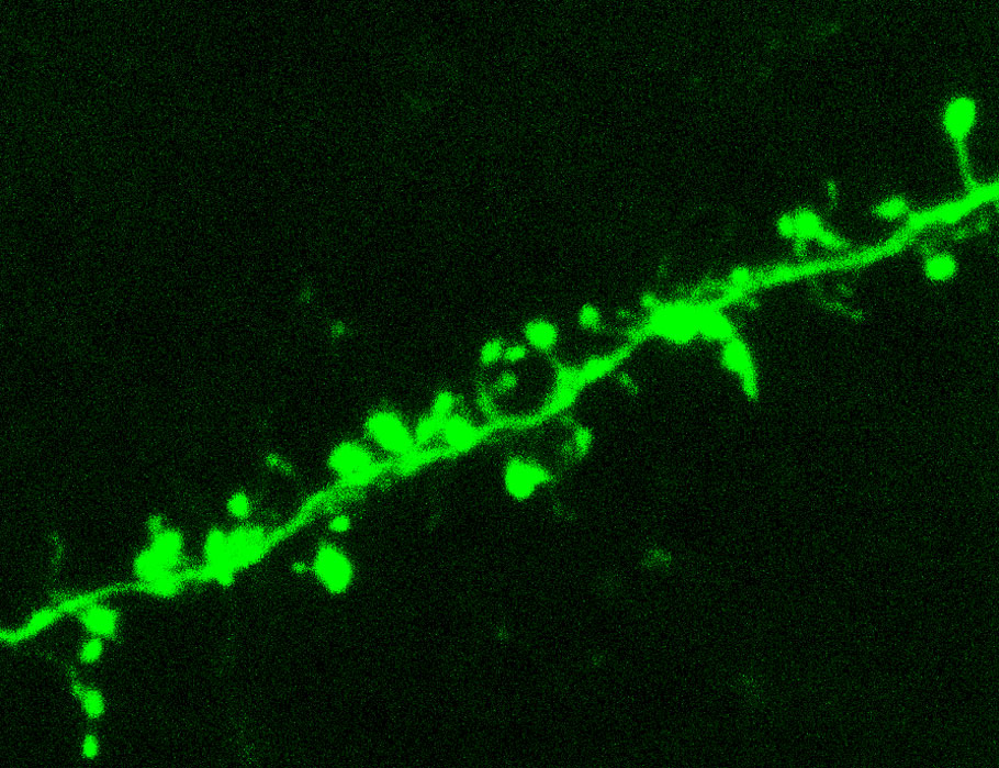 Science Signaling tweet media