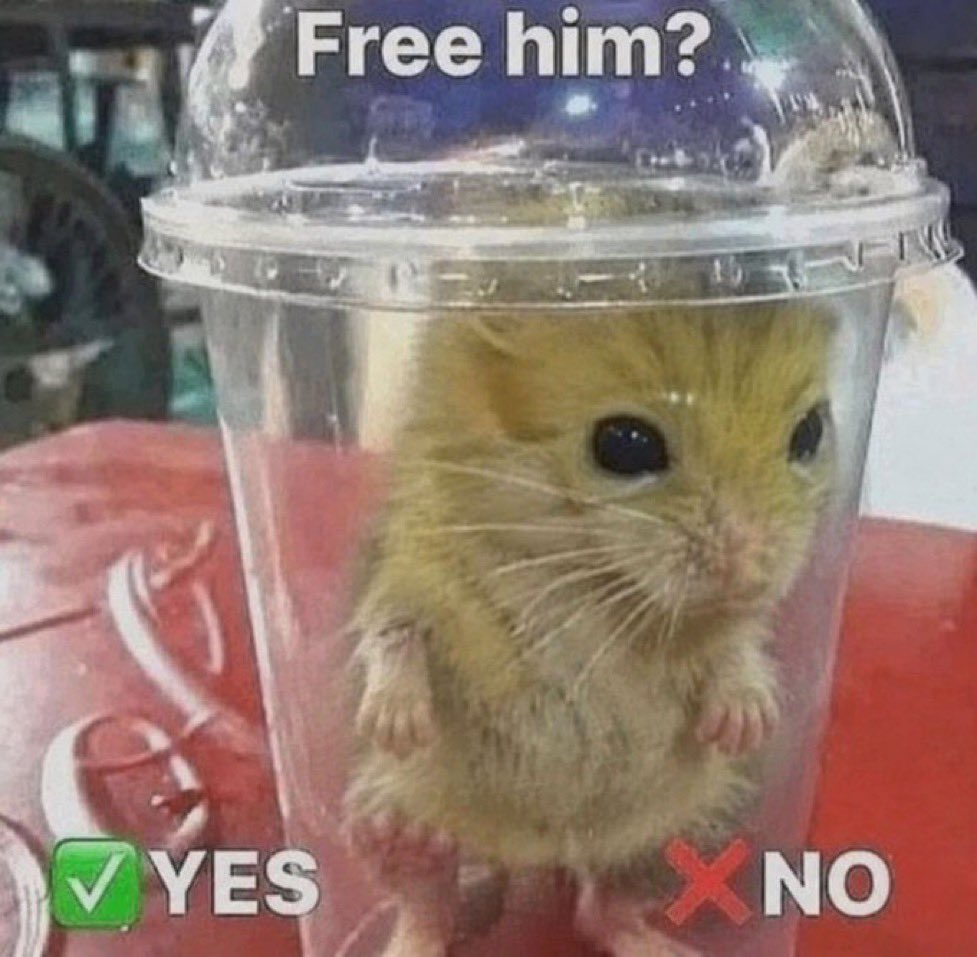 Bey03F's tweet photo. @jerboameme freedom at last https://t.co/hxAemu1f5h