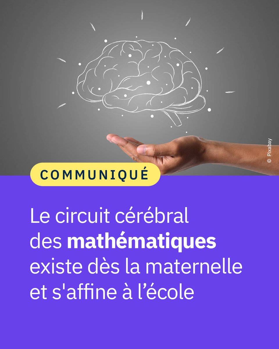 CNRS's tweet photo. #Communiqué 🗞️ Comment le cerveau des enfants se réorganise-t-il pour apprendre les mathématiques ? Une étude d’imagerie cérébrale montre que l’architecture dédiée aux mathématiques est déjà en place avant le CP. 📐

👉 https://t.co/RofXMUMJ2v https://t.co/D7VjV5Koou