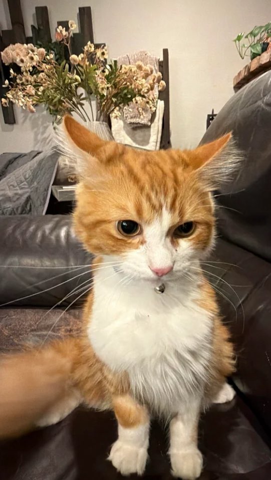 Ozilgreat101's tweet photo. $Shart is a gem I know what I hold meow 😻 https://t.co/GmgqcqG4TV